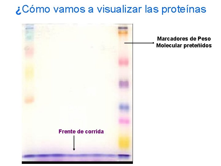 ¿Cómo vamos a visualizar las proteínas Marcadores de Peso Molecular preteñidos Frente de corrida