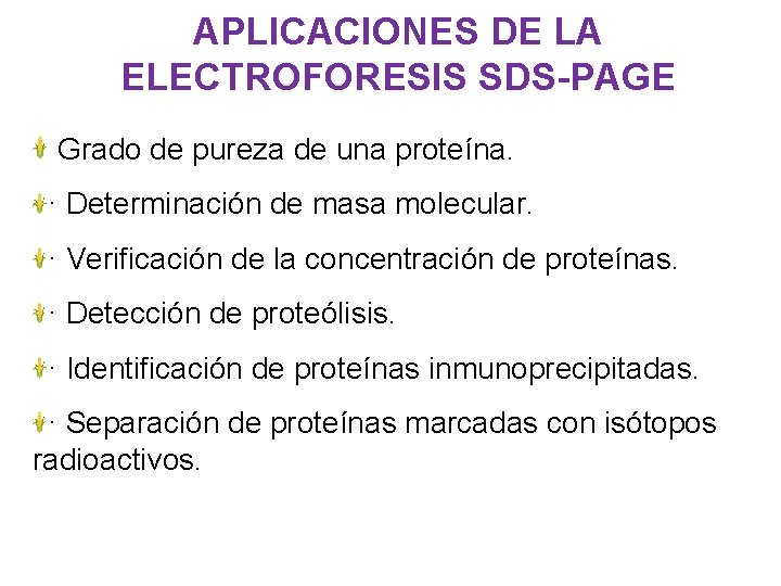 APLICACIONES DE LA ELECTROFORESIS SDS-PAGE Grado de pureza de una proteína. · Determinación de