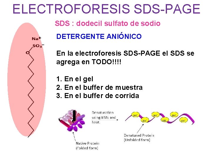 ELECTROFORESIS SDS-PAGE SDS : dodecil sulfato de sodio DETERGENTE ANIÓNICO En la electroforesis SDS-PAGE