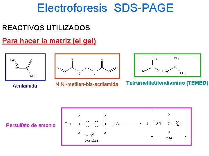 Electroforesis SDS-PAGE REACTIVOS UTILIZADOS Para hacer la matriz (el gel) Acrilamida Persulfato de amonio