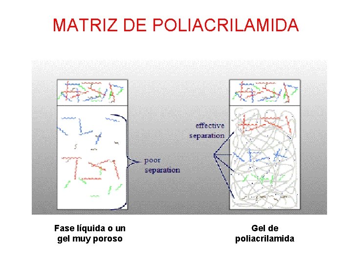 MATRIZ DE POLIACRILAMIDA Fase líquida o un gel muy poroso Gel de poliacrilamida 