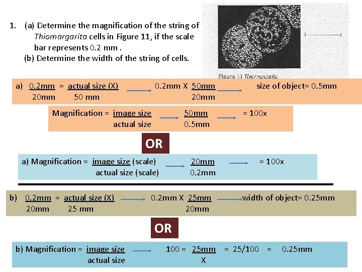 1. (a) Determine the magnification of the string of Thiomargarita cells in Figure 11, 1. (a) Determine the magnification of the string of Thiomargarita cells in Figure 11,