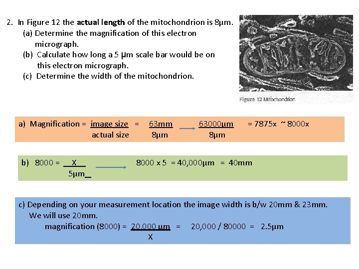 2. In Figure 12 the actual length of the mitochondrion is 8µm. (a) Determine 2. In Figure 12 the actual length of the mitochondrion is 8µm. (a) Determine