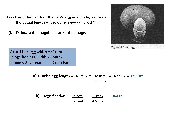 4. (a) Using the width of the hen’s egg as a guide, estimate the 4. (a) Using the width of the hen’s egg as a guide, estimate the