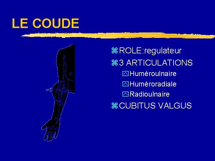 LE COUDE z ROLE: regulateur z 3 ARTICULATIONS y. Huméroulnaire y. Huméroradiale y. Radioulnaire