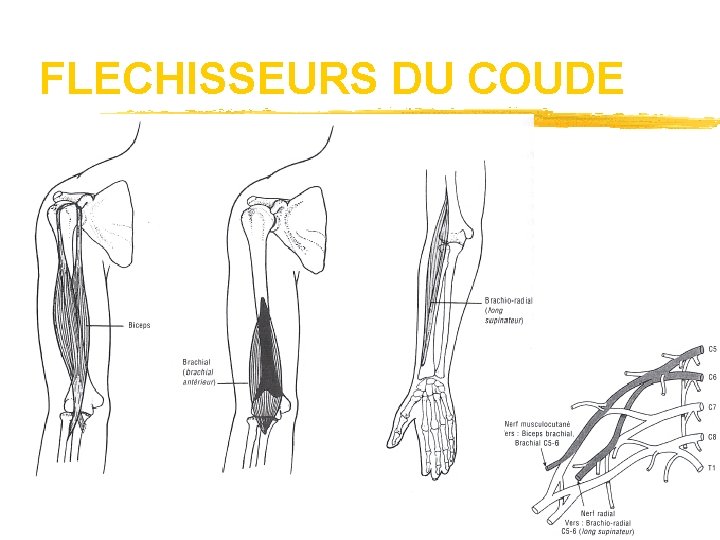 FLECHISSEURS DU COUDE 