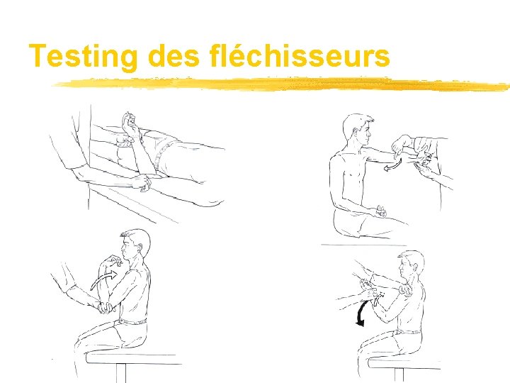 Testing des fléchisseurs 