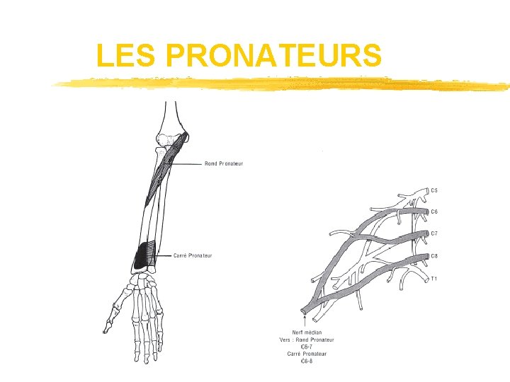 LES PRONATEURS 