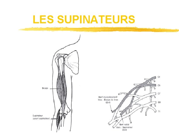 LES SUPINATEURS 