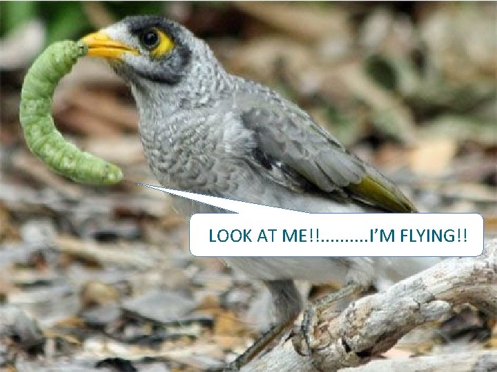 LOOK AT ME!!. . I’M FLYING!! 