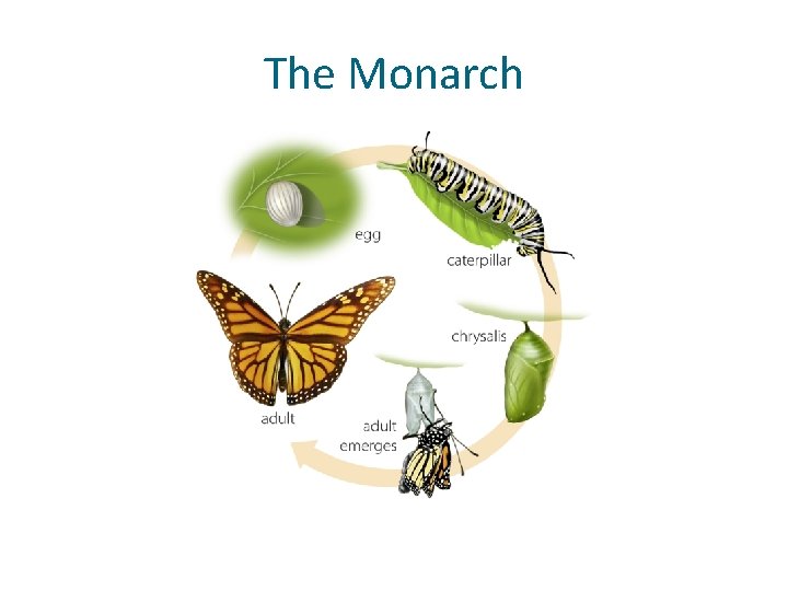 The Monarch 