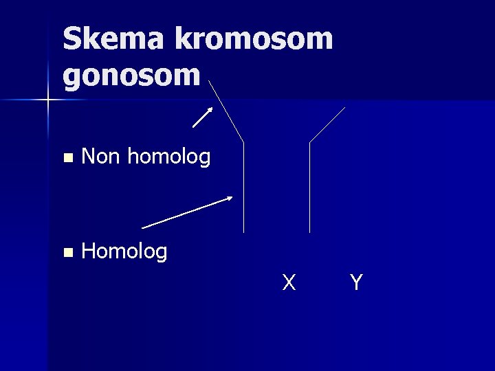 Skema kromosom gonosom n Non homolog n Homolog X Y 