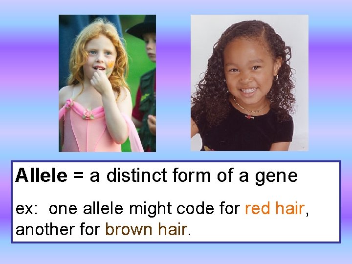 Allele = a distinct form of a gene ex: one allele might code for