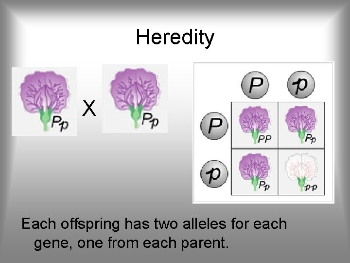 Heredity X Each offspring has two alleles for each gene, one from each parent.