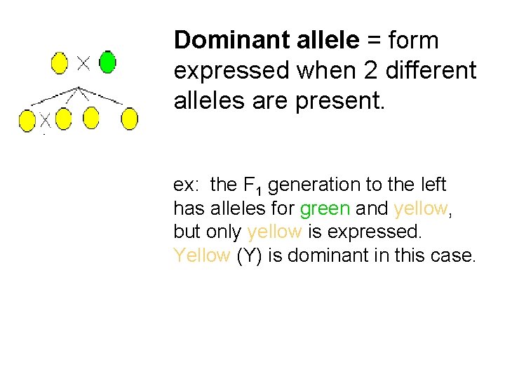 Dominant allele = form expressed when 2 different alleles are present. ex: the F