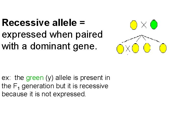 Recessive allele = expressed when paired with a dominant gene. ex: the green (y)
