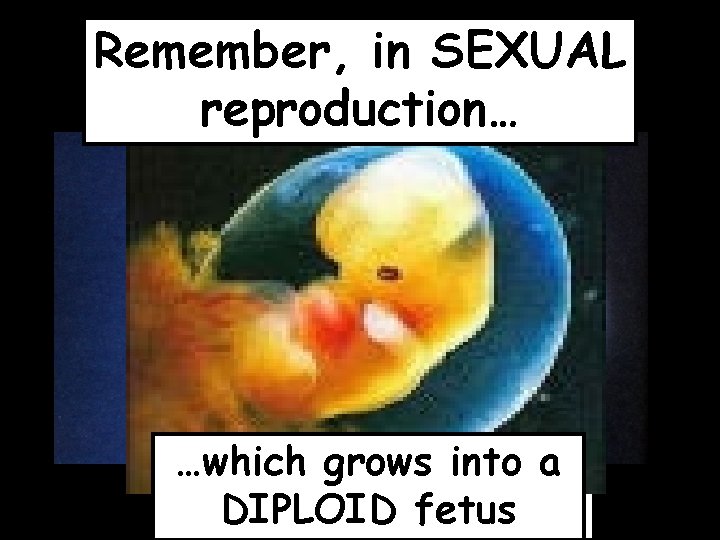 Remember, in SEXUAL reproduction… …to form a …which grows into a HAPLOID gametes DIPLOID