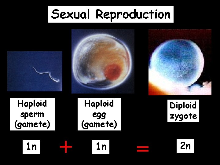 Sexual Reproduction Haploid sperm (gamete) 1 n Haploid egg (gamete) + 1 n Diploid