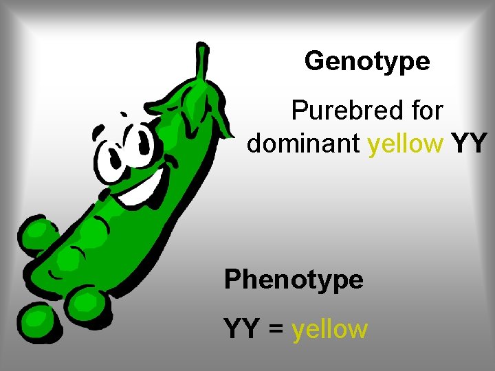 Genotype Purebred for dominant yellow YY Phenotype YY = yellow 