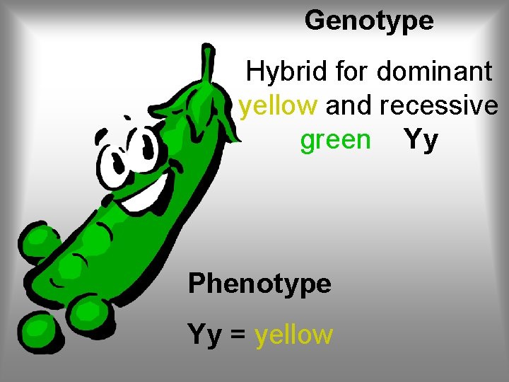 Genotype Hybrid for dominant yellow and recessive green Yy Phenotype Yy = yellow 