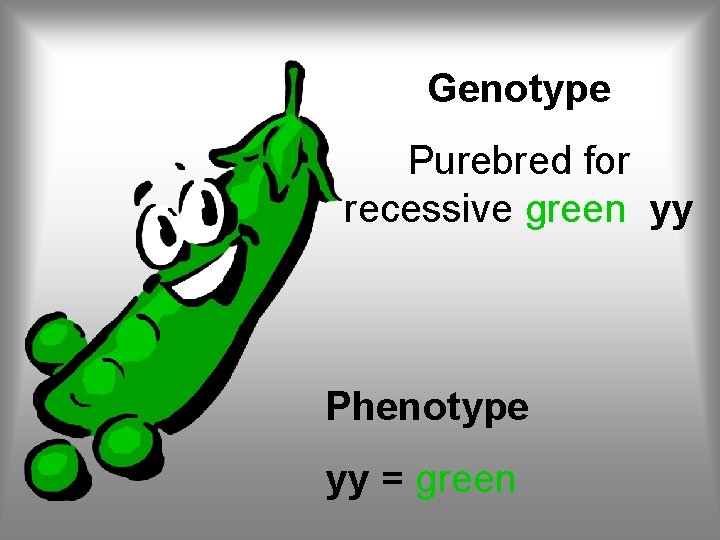 Genotype Purebred for recessive green yy Phenotype yy = green 