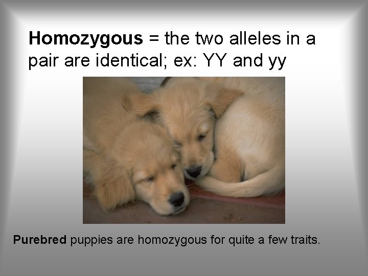 Homozygous = the two alleles in a pair are identical; ex: YY and yy