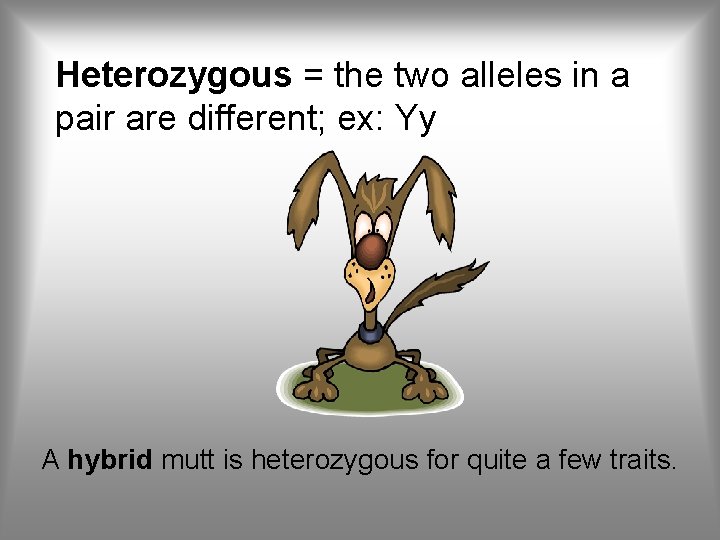 Heterozygous = the two alleles in a pair are different; ex: Yy A hybrid