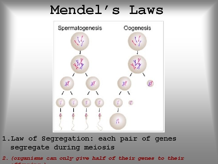 Mendel’s Laws 1. Law of Segregation: each pair of genes segregate during meiosis 2.