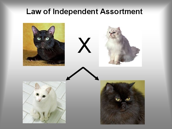 Law of Independent Assortment X 