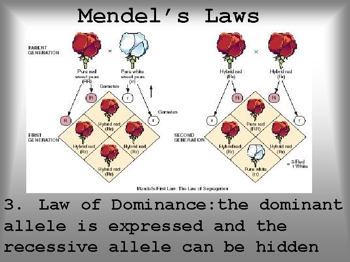 Mendel’s Laws 3. Law of Dominance: the dominant allele is expressed and the recessive