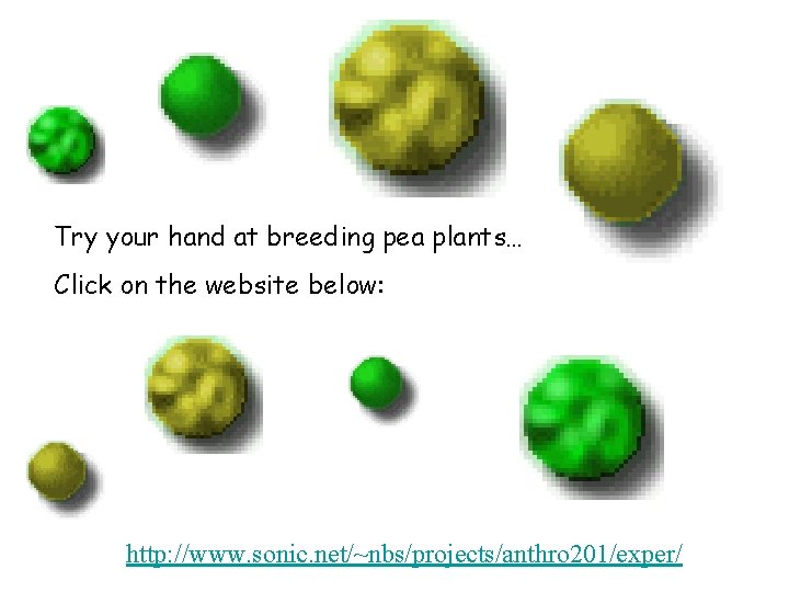 Try your hand at breeding pea plants… Click on the website below: http: //www.