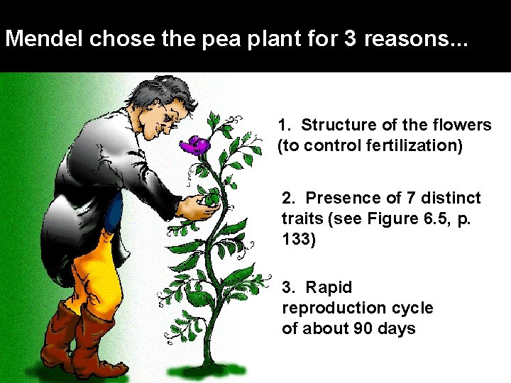 Mendel chose the pea plant for 3 reasons. . . 1. Structure of the