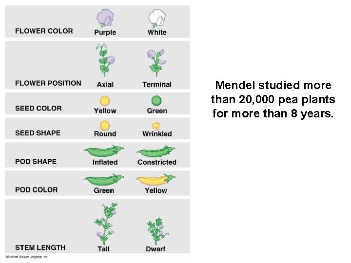 Mendel studied more than 20, 000 pea plants for more than 8 years. 