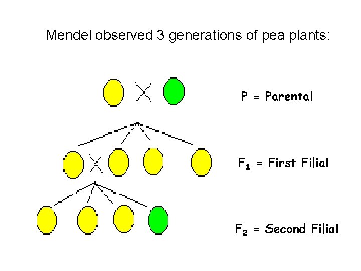 Mendel observed 3 generations of pea plants: P = Parental F 1 = First