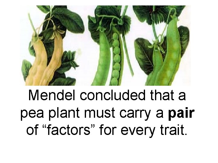 Mendel concluded that a pea plant must carry a pair of “factors” for every