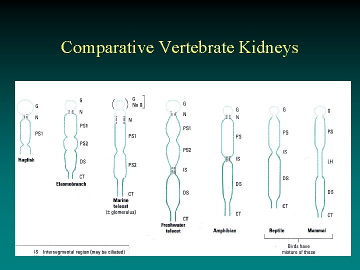 Comparative Vertebrate Kidneys 