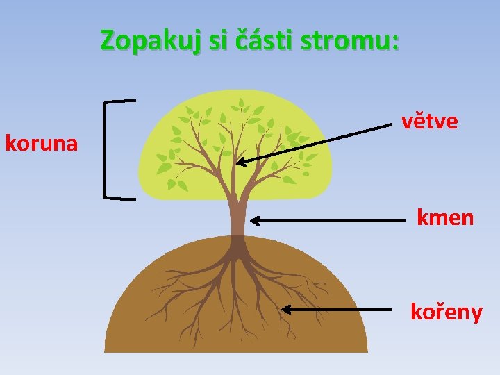 Zopakuj si části stromu: koruna větve kmen kořeny 