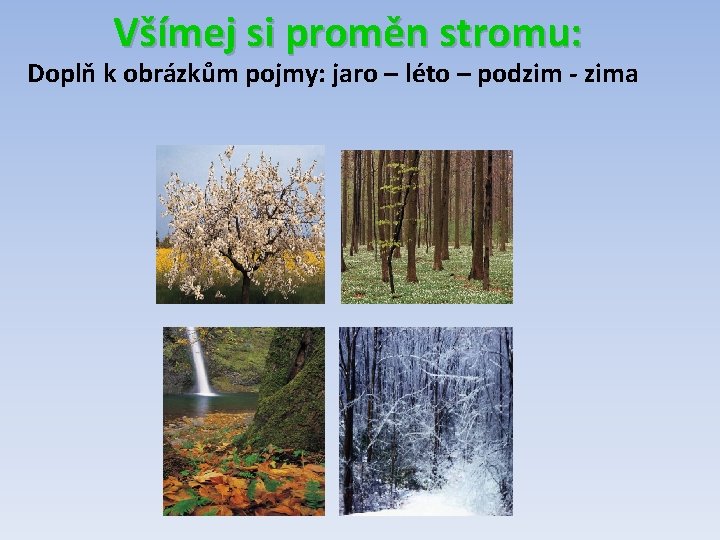 Všímej si proměn stromu: Doplň k obrázkům pojmy: jaro – léto – podzim -