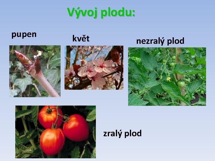 Vývoj plodu: pupen květ nezralý plod 