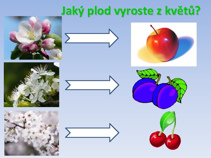 Jaký plod vyroste z květů? 