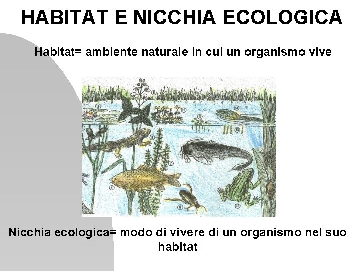 HABITAT E NICCHIA ECOLOGICA Habitat= ambiente naturale in cui un organismo vive Nicchia ecologica=