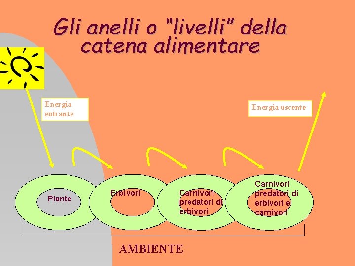 Gli anelli o “livelli” della catena alimentare Energia entrante Energia uscente Piante Carnivori predatori