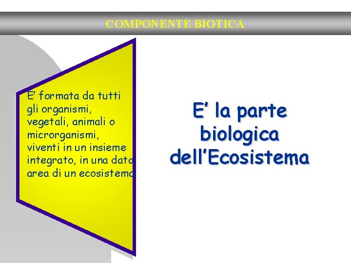 COMPONENTE BIOTICA E’ formata da tutti gli organismi, vegetali, animali o microrganismi, viventi in