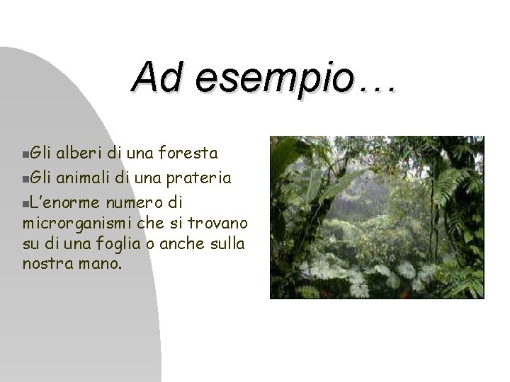 Ad esempio… Gli alberi di una foresta Gli animali di una prateria L’enorme numero