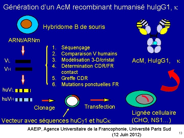 Génération d’un Ac. M recombinant humanisé hu. Ig. G 1, Hybridome B de souris