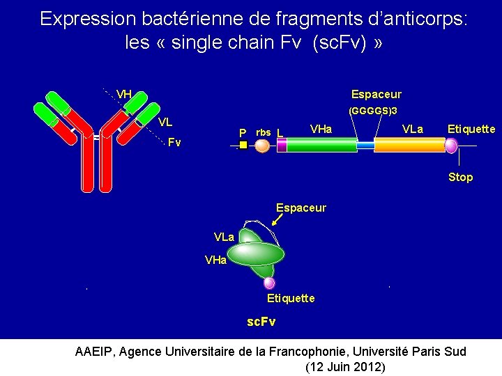 Expression bactérienne de fragments d’anticorps: les « single chain Fv (sc. Fv) » VH