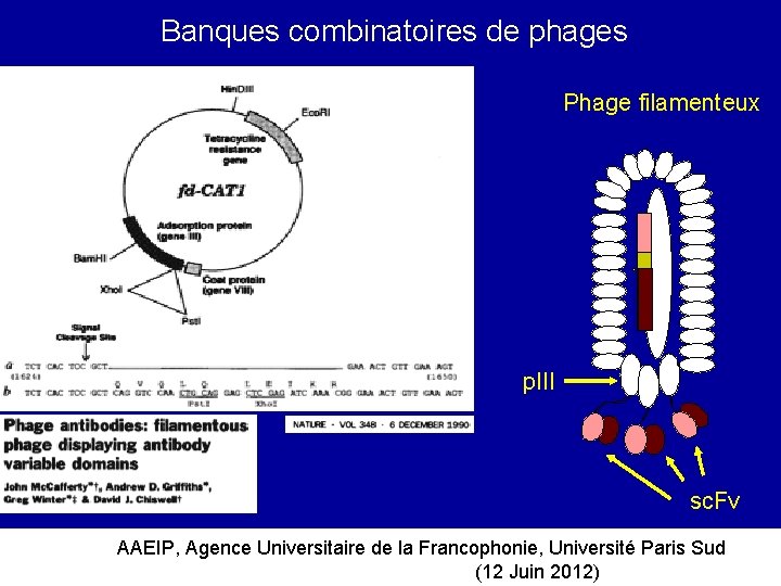 Banques combinatoires de phages Phage filamenteux p. III sc. Fv AAEIP, Agence Universitaire de