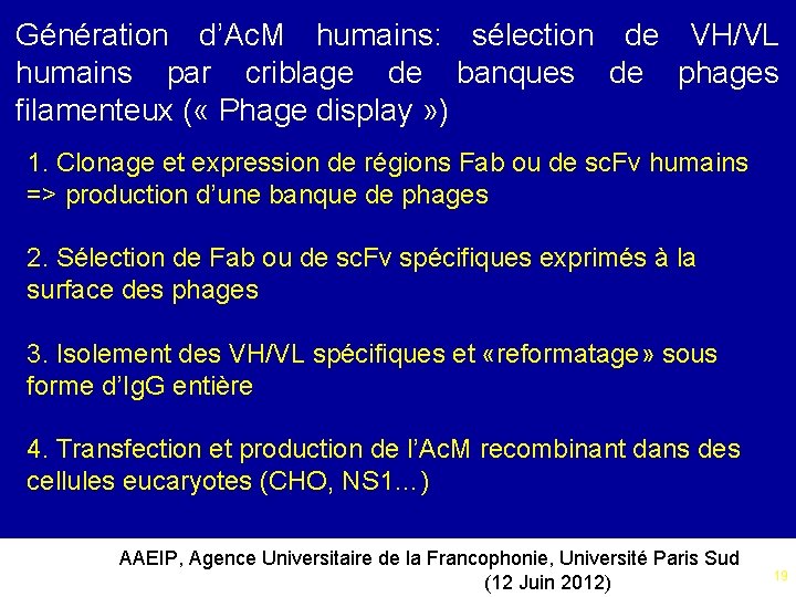 Génération d’Ac. M humains: sélection de VH/VL humains par criblage de banques de phages