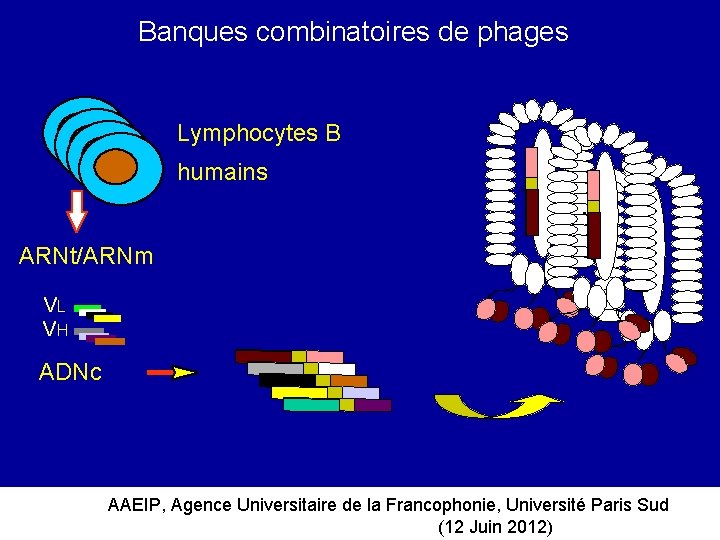 Banques combinatoires de phages Lymphocytes B humains ARNt/ARNm VL VH ADNc AAEIP, Agence Universitaire