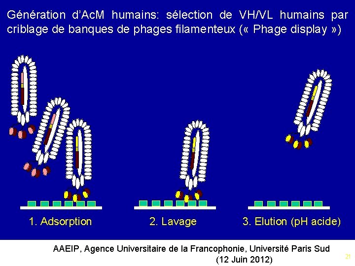 Génération d’Ac. M humains: sélection de VH/VL humains par criblage de banques de phages